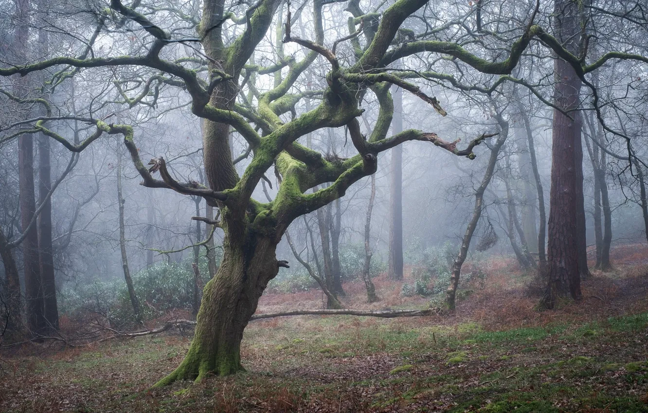 Photo wallpaper forest, trees, nature, fog