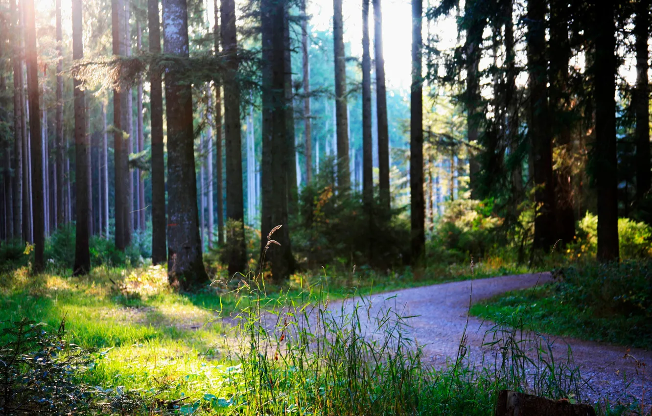 Photo wallpaper road, forest, summer