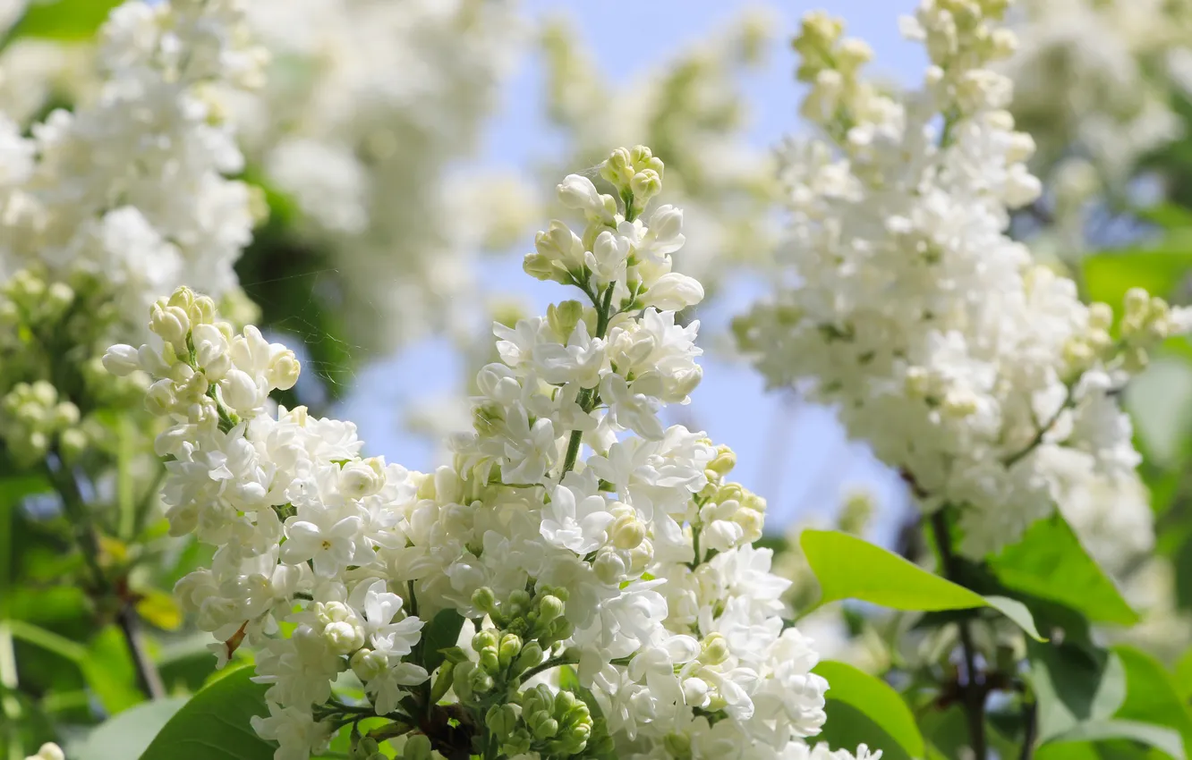 Photo wallpaper flower, spring, lilac, twig