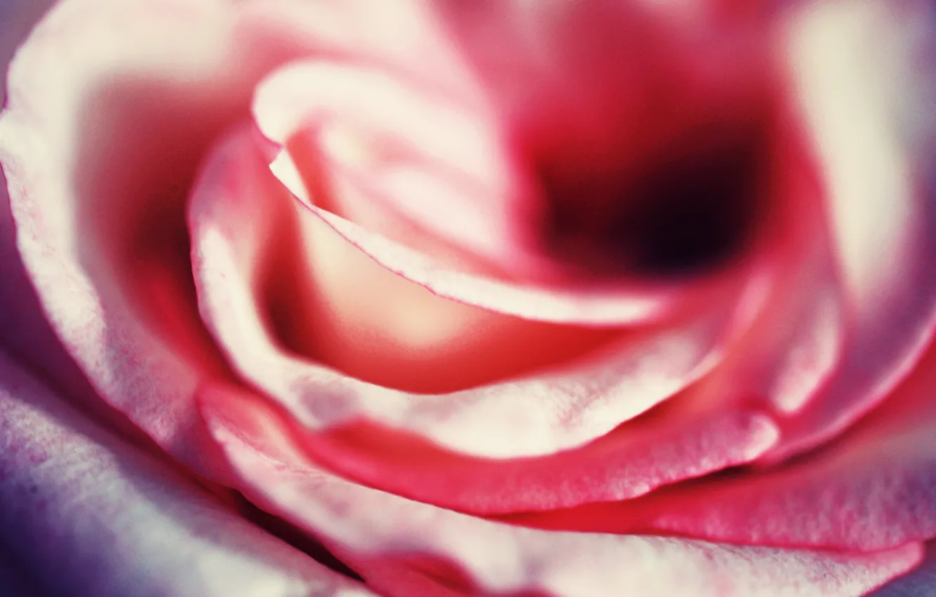Photo wallpaper macro, roses, petals, gentle, close