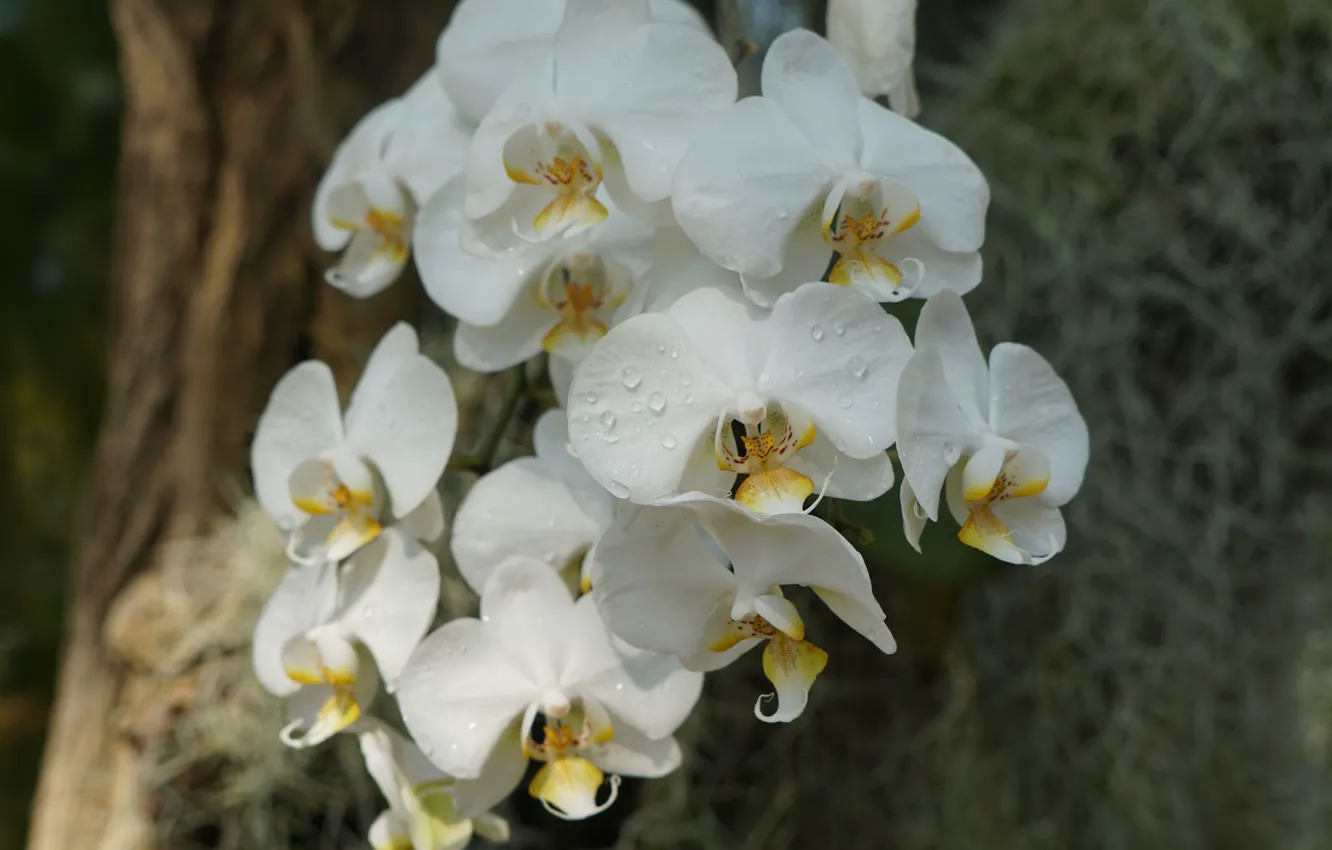 Photo wallpaper petals, flowering, Orchid, bright