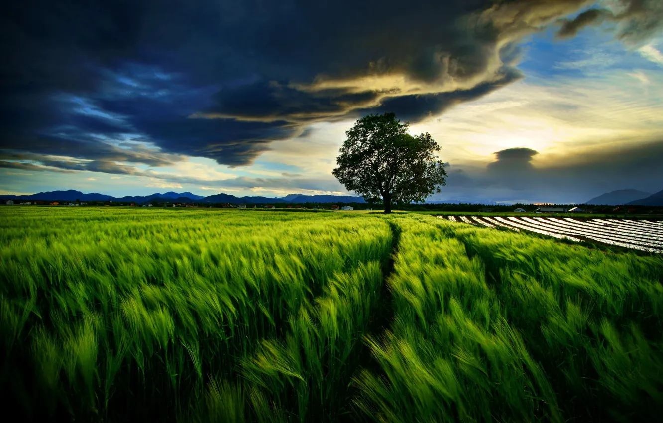 Photo wallpaper wheat, field, the sky, clouds, tree