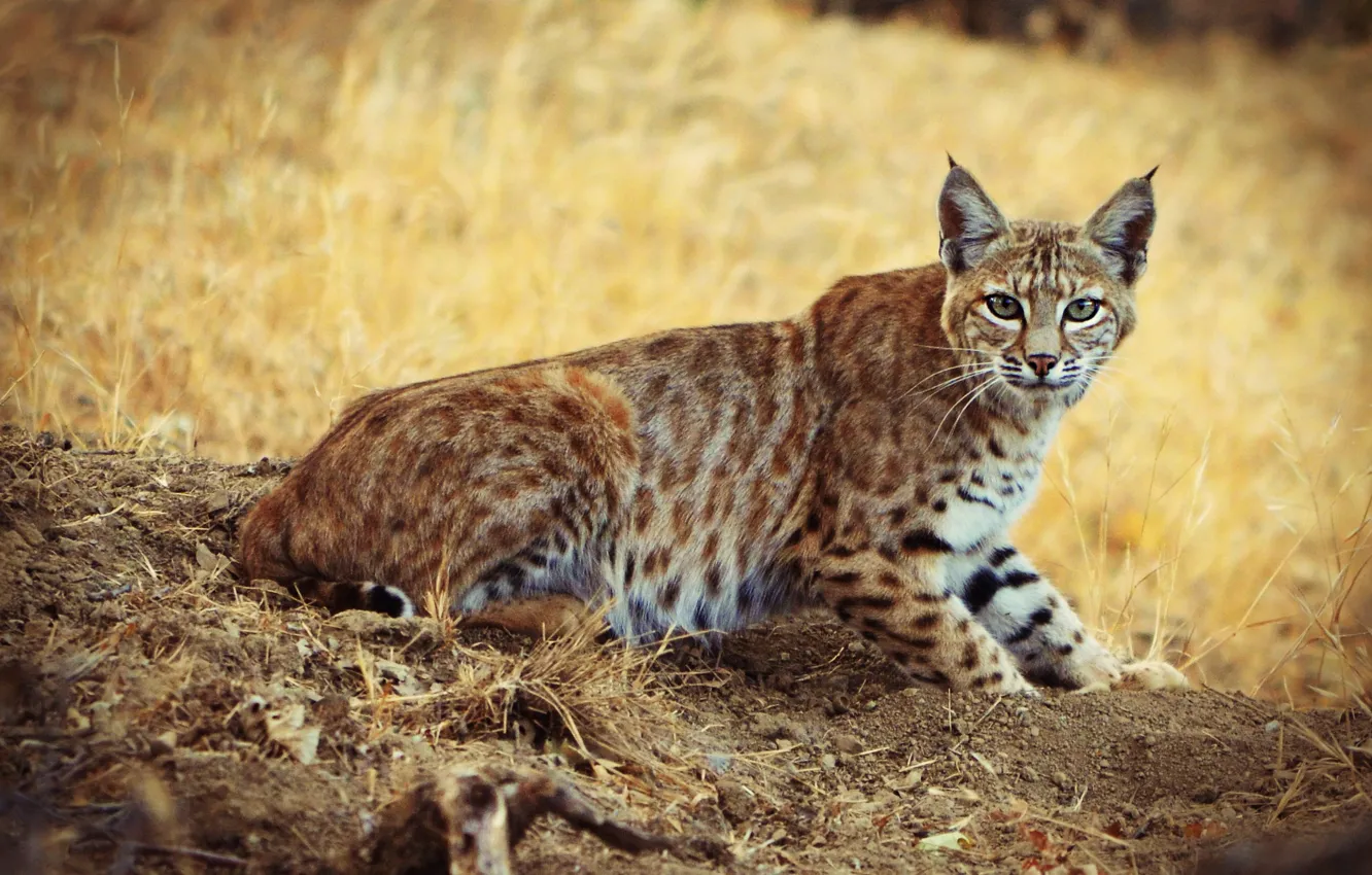 Photo wallpaper autumn, grass, look, pose, glade, lynx