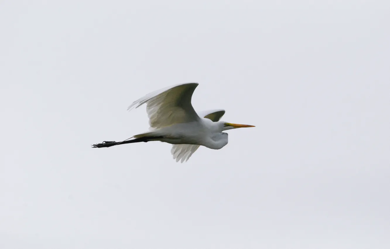 Photo wallpaper bird, white egret, Scarborough, In flight
