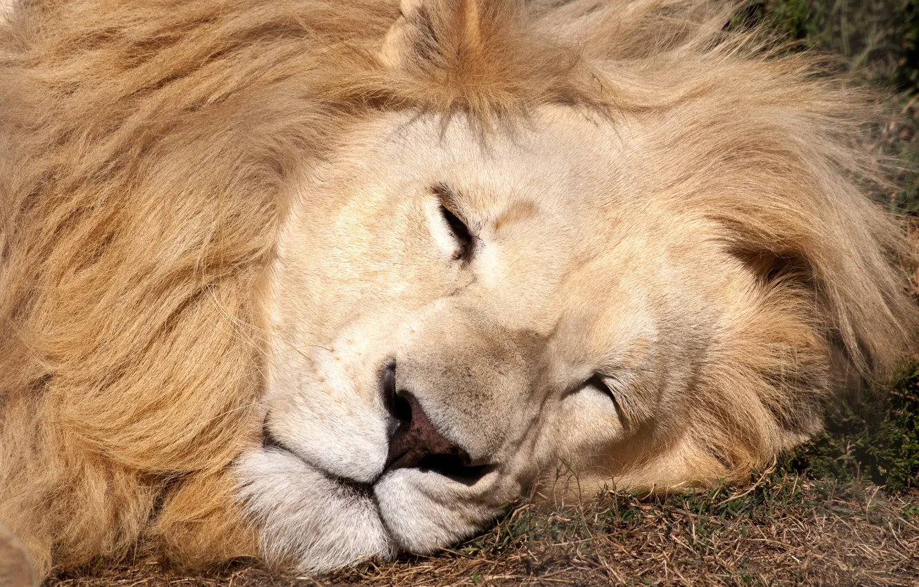Photo wallpaper lion, sleeping, eyes closed