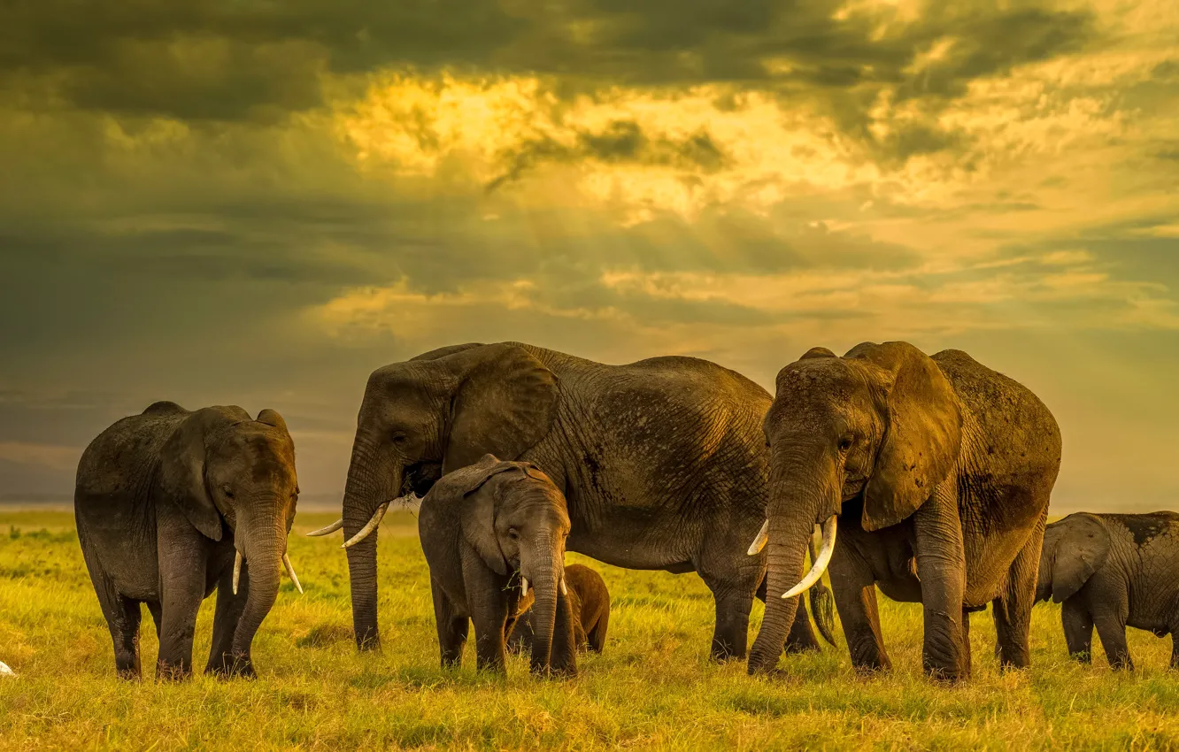 Photo wallpaper field, elephant, family, the herd, the elephant, elephant, a herd of elephants