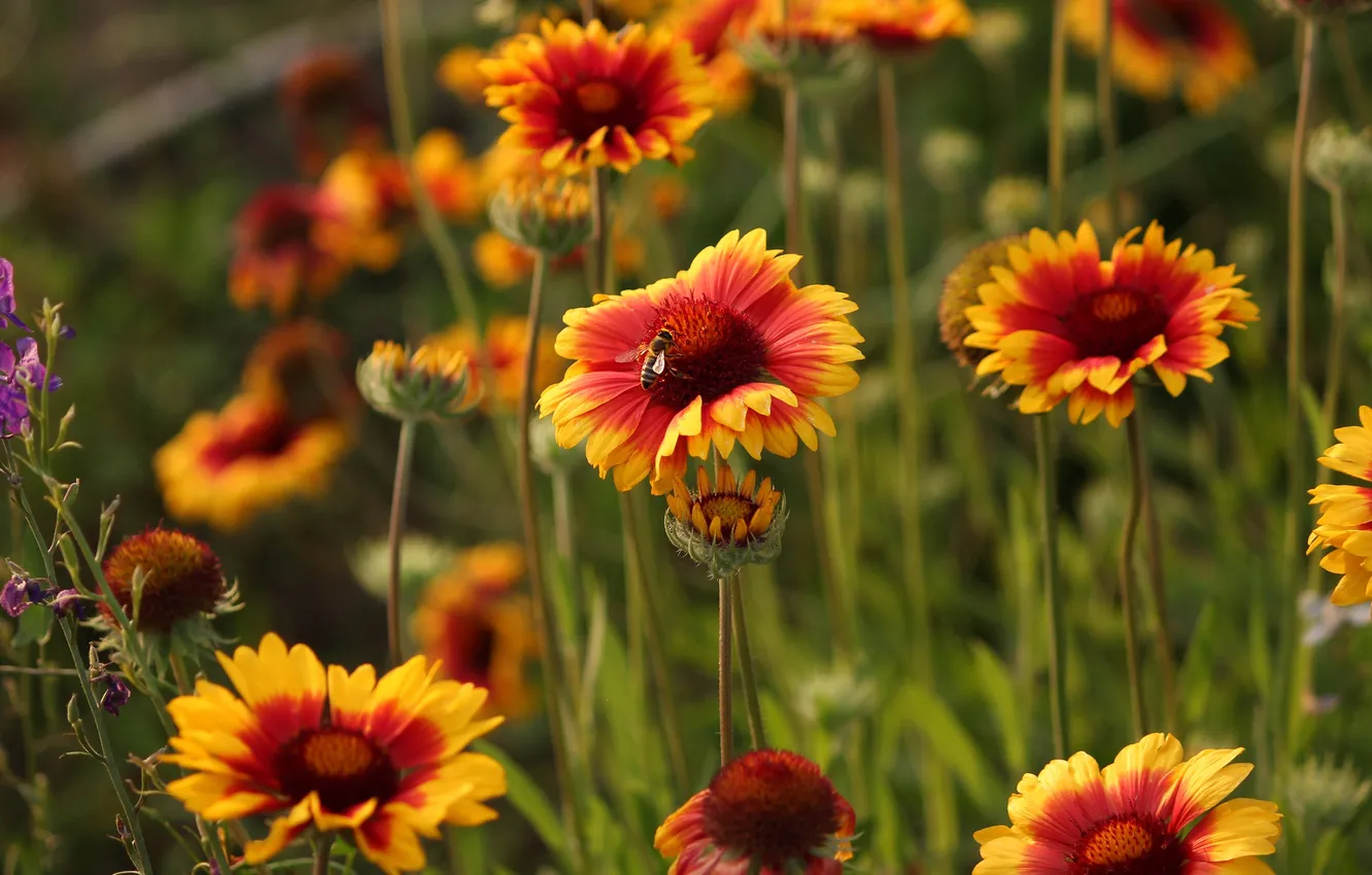 Photo wallpaper flowers, orange, bee, garden, flowerbed, Gaylardiya