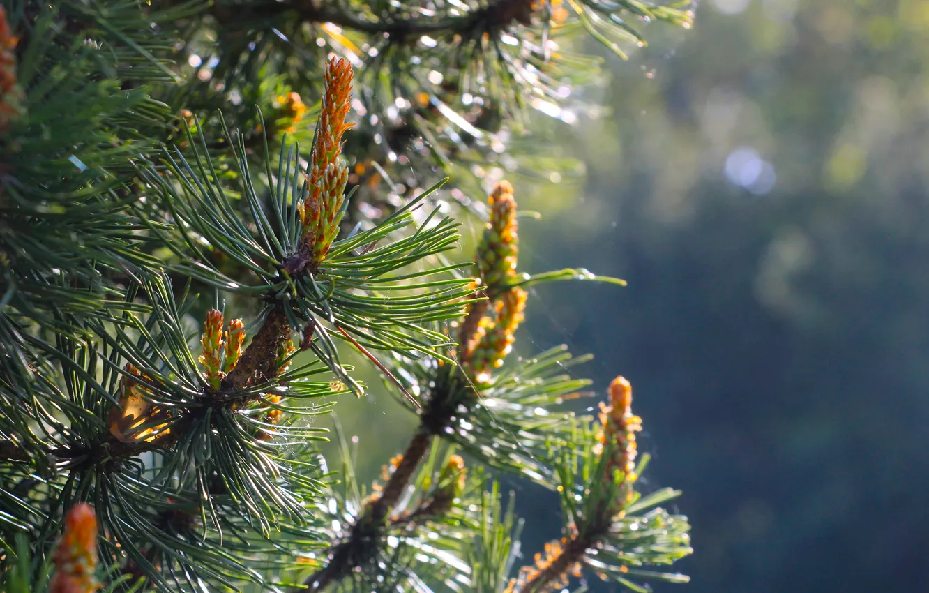 Photo wallpaper pine, twig, twigs