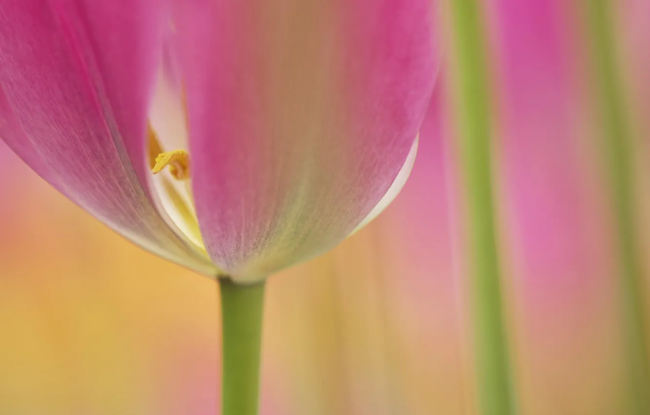 Photo wallpaper flower, macro, Tulip