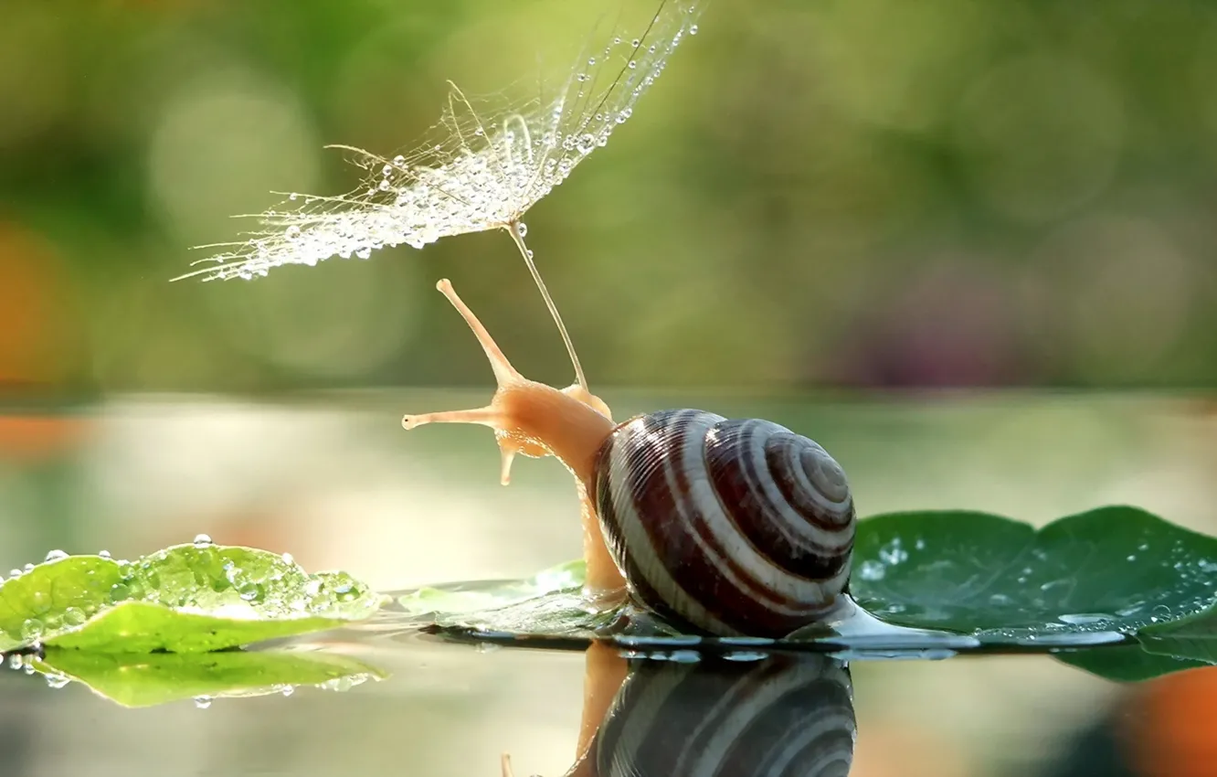 Photo wallpaper nature, snail, umbrella