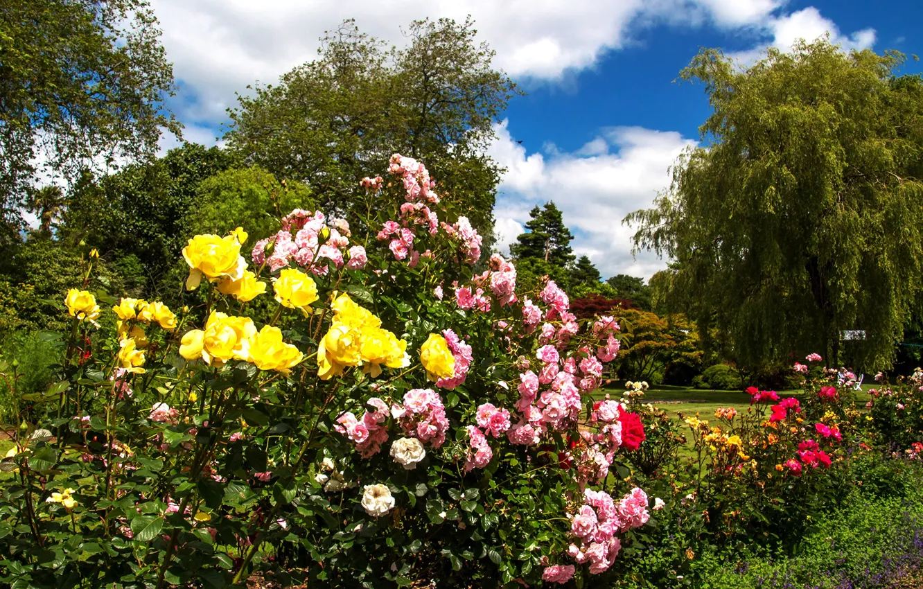 Photo wallpaper greens, summer, the sun, clouds, trees, flowers, Park, UK