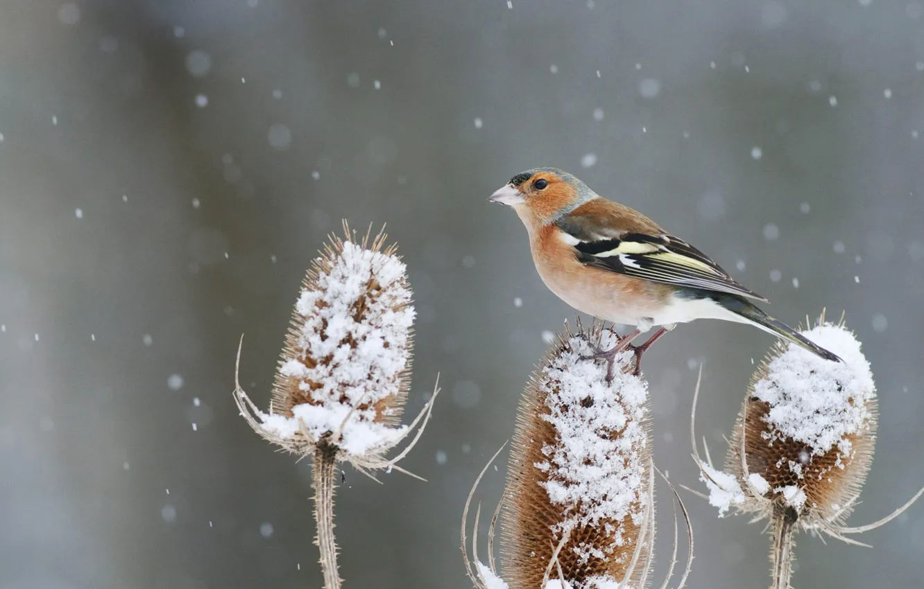 Photo wallpaper teasel, snow, winter, nature, beak, tail, bird, Chaffinch