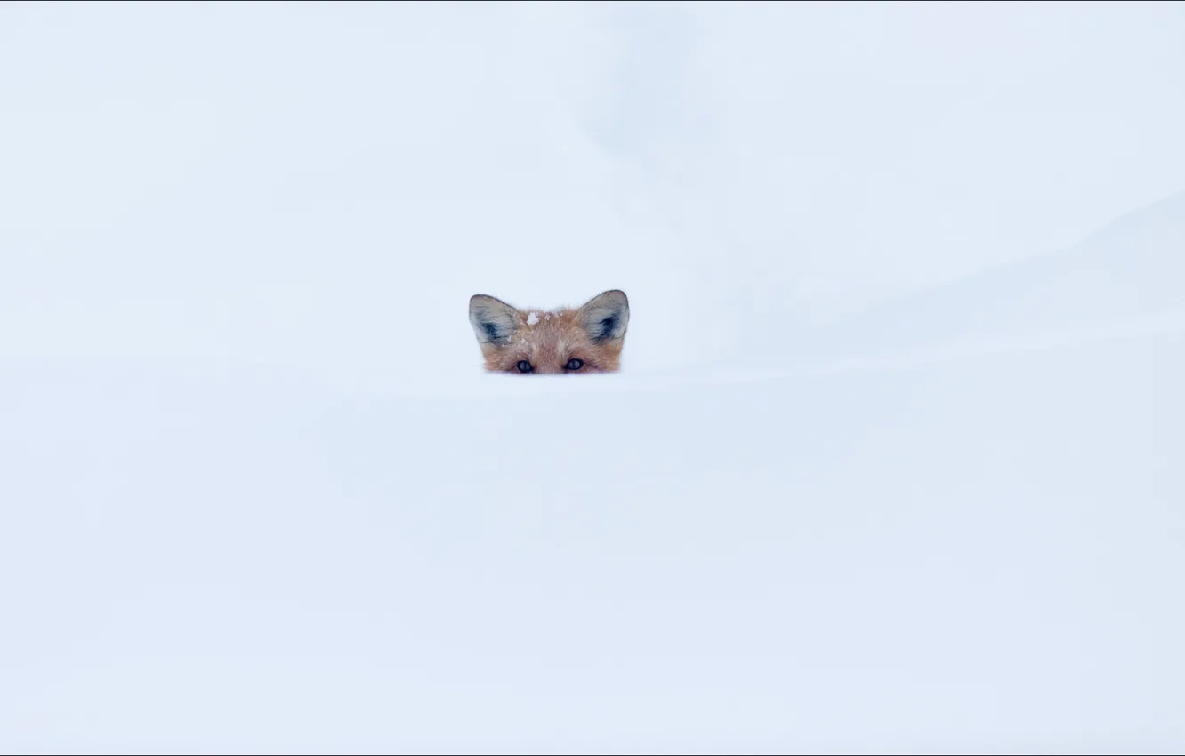 Photo wallpaper fox, animals, oops, snow, secret