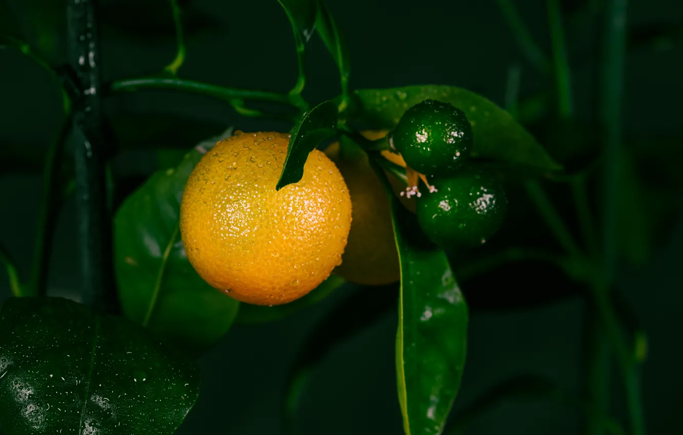 Photo wallpaper leaves, drops, the dark background, orange, fruit, citrus, on the branch, growing