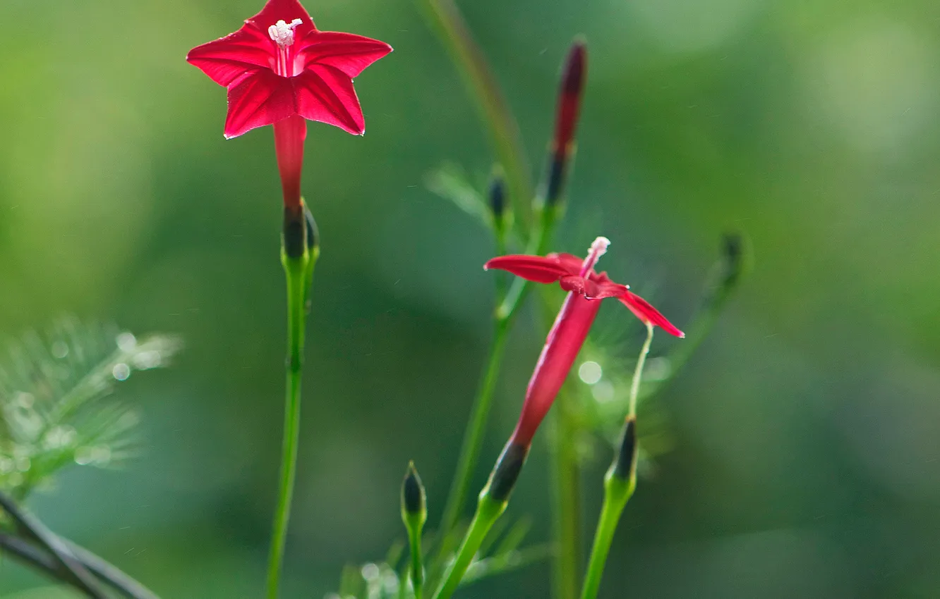 Photo wallpaper flowers, nature, plant, petals, stem