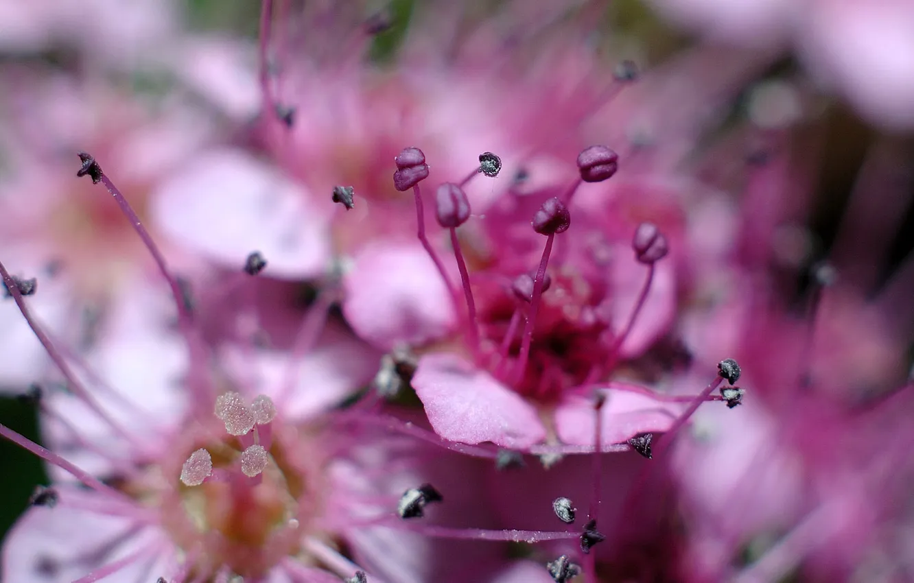 Photo wallpaper macro, flowers, the beauty