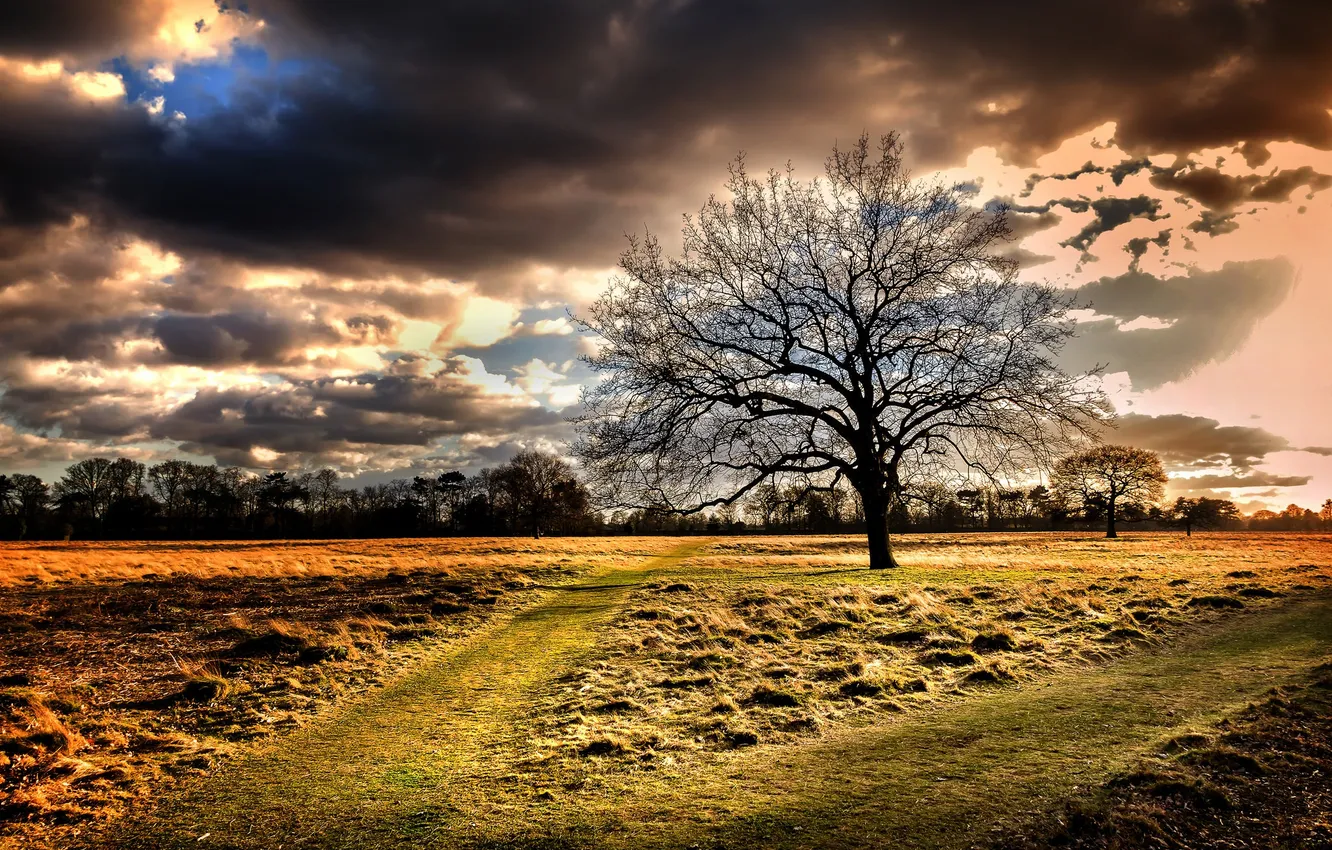 Photo wallpaper field, trees, morning