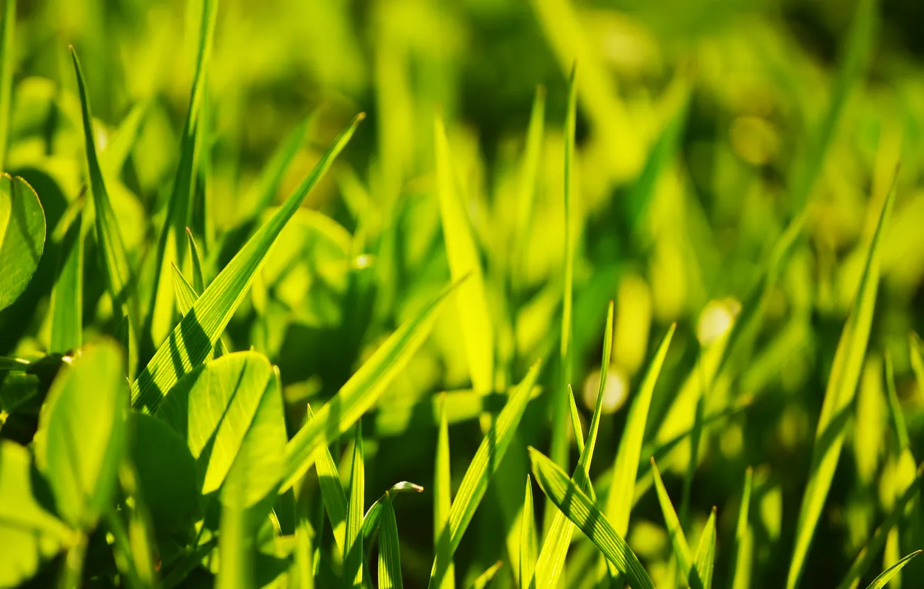 Photo wallpaper grass, the sun, light, clover