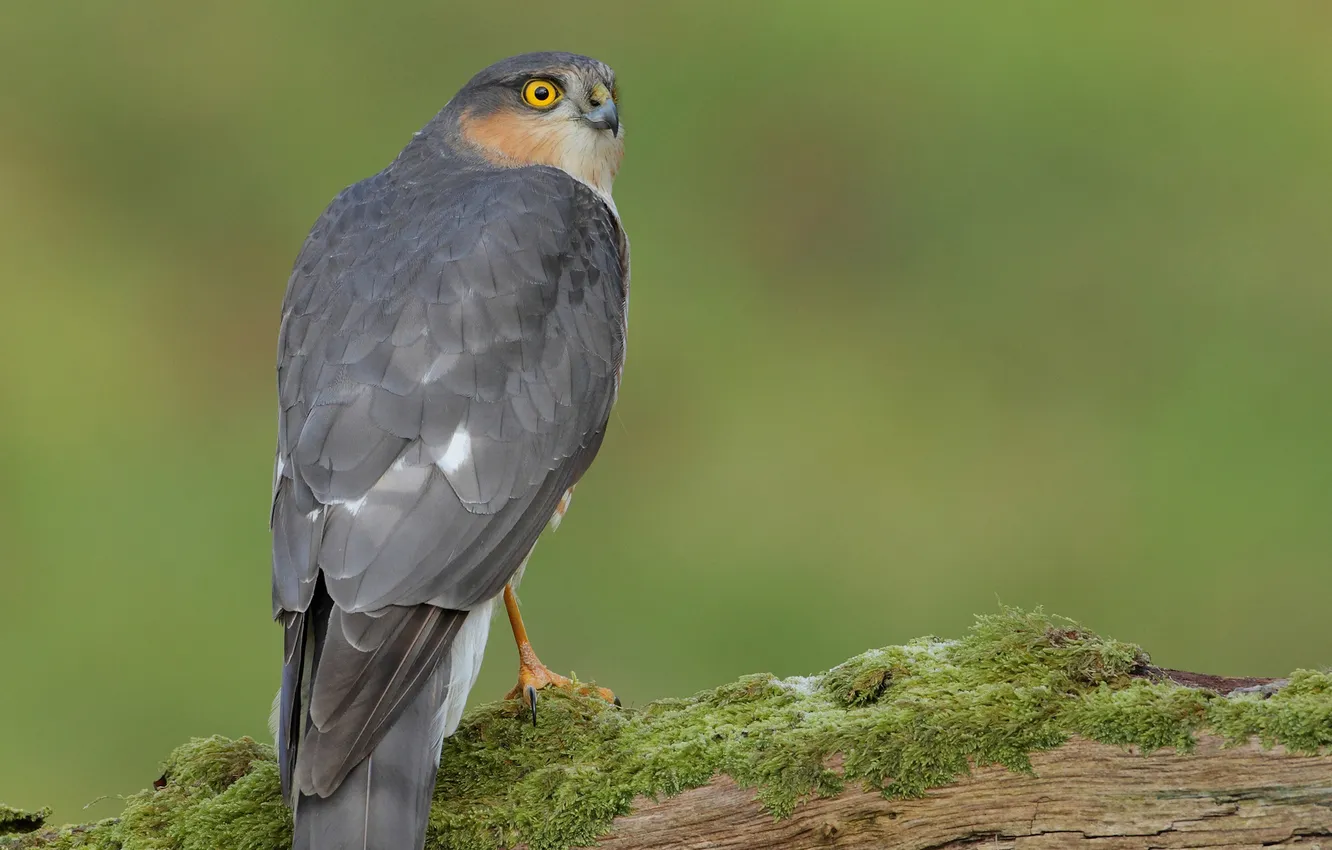 Photo wallpaper bird, back, moss, log, tail, Sparrowhawk