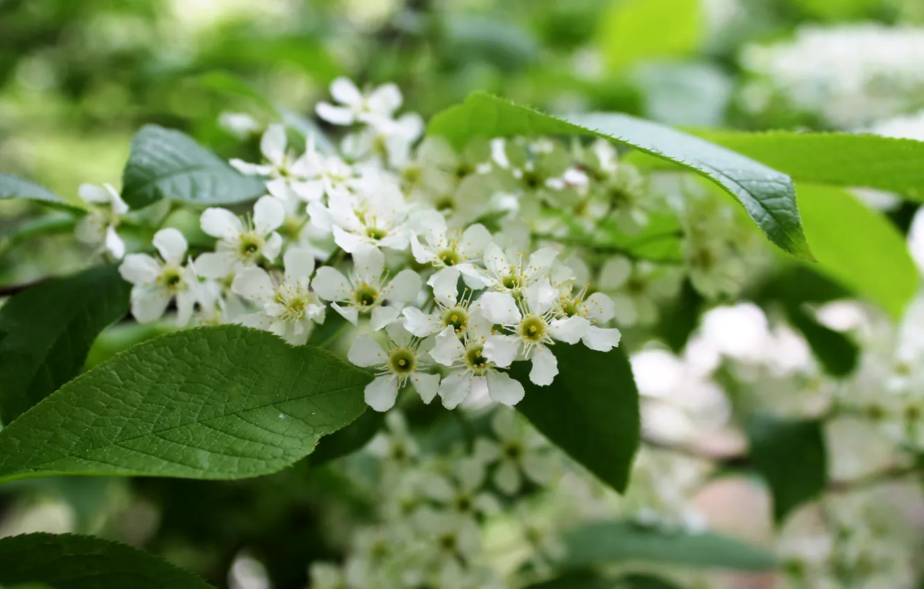 Photo wallpaper spring, flowering, cherry