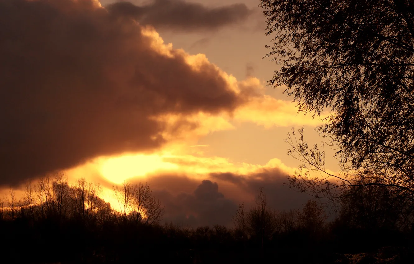 Photo wallpaper sky, sunset, cloud, tree
