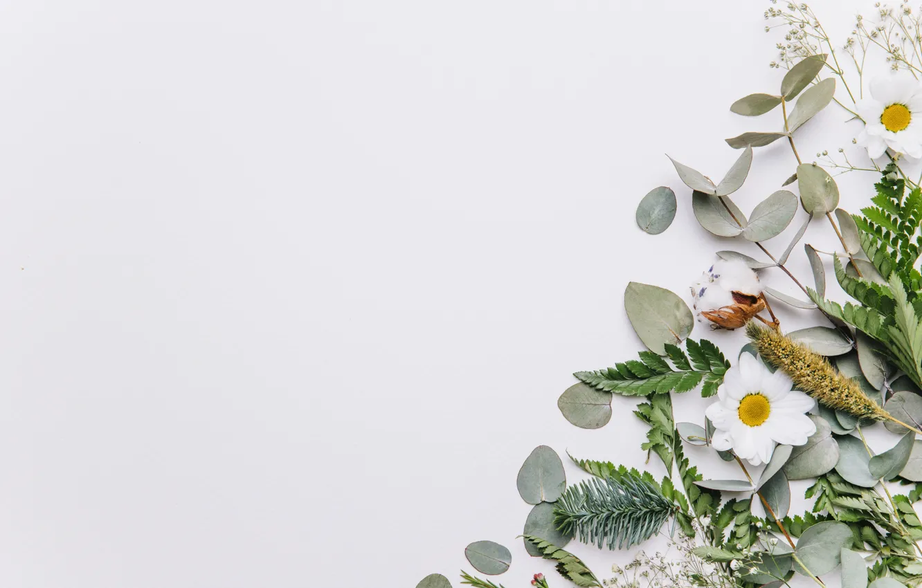 Photo wallpaper background, leaf, chrysanthemum