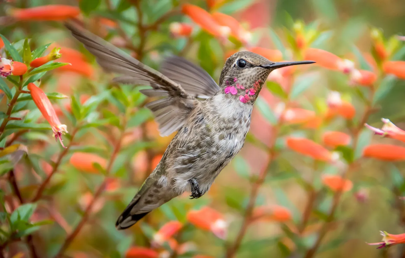 Photo wallpaper flowers, bird, Hummingbird