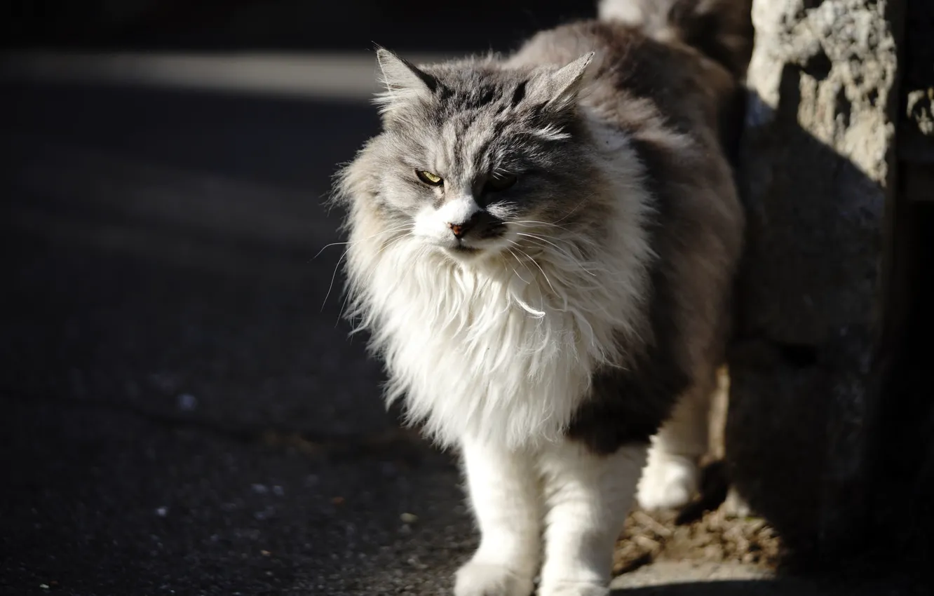 Photo wallpaper cat, background, wool