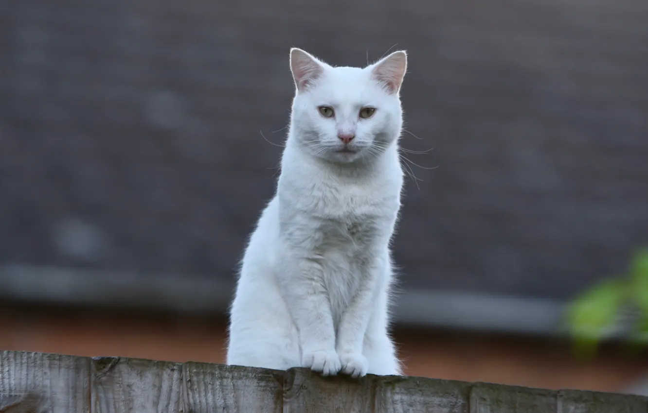 Photo wallpaper white, cat, the fence