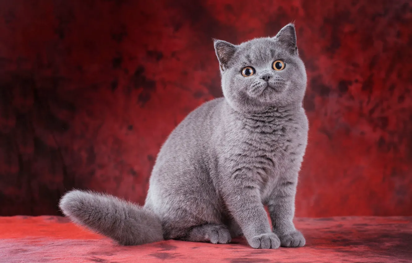 Photo wallpaper cat, cat, look, pose, kitty, grey, legs, baby