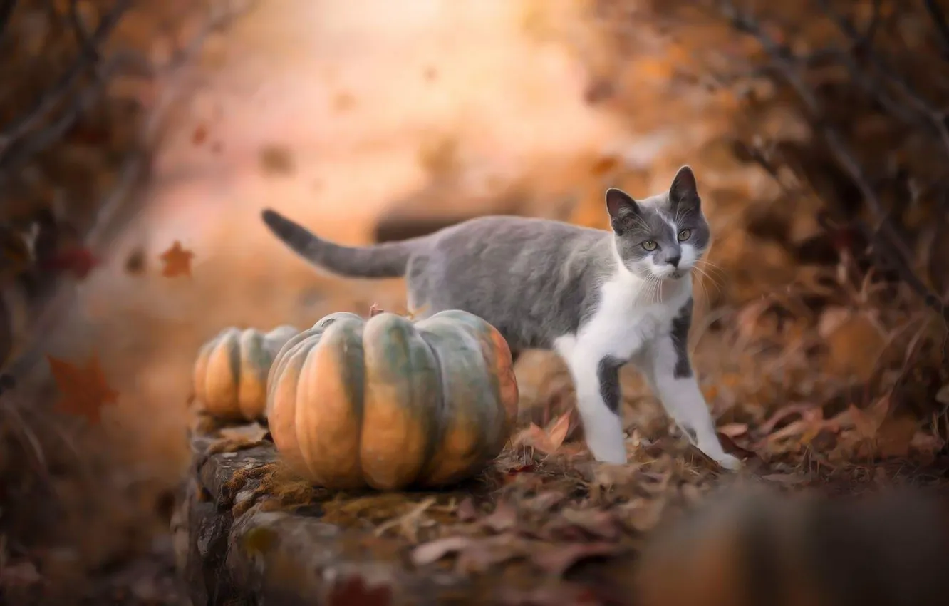 Photo wallpaper autumn, cat, cat, leaves, nature, branch, pumpkin, falling leaves