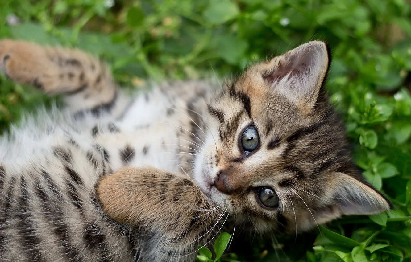 Photo wallpaper grass, cat, look