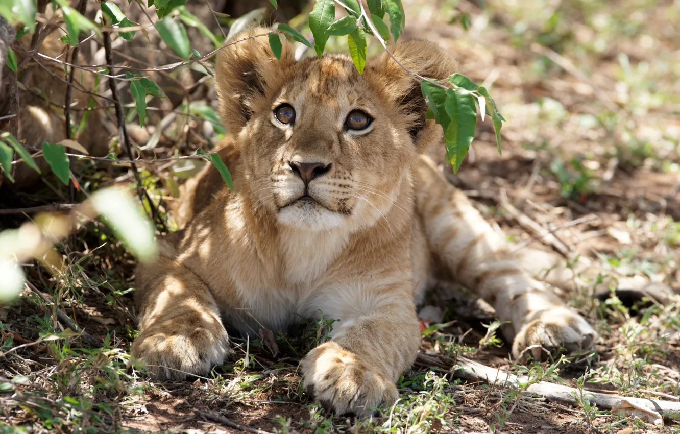 Photo wallpaper grass, look, branches, stay, shadow, Leo, cub, kitty