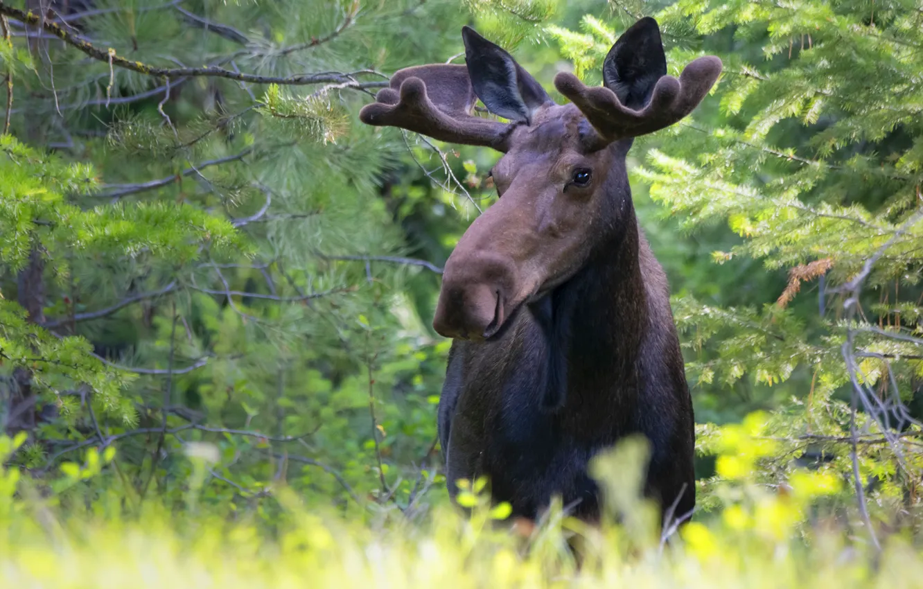 Photo wallpaper greens, forest, look, face, branches, thickets, glade, portrait