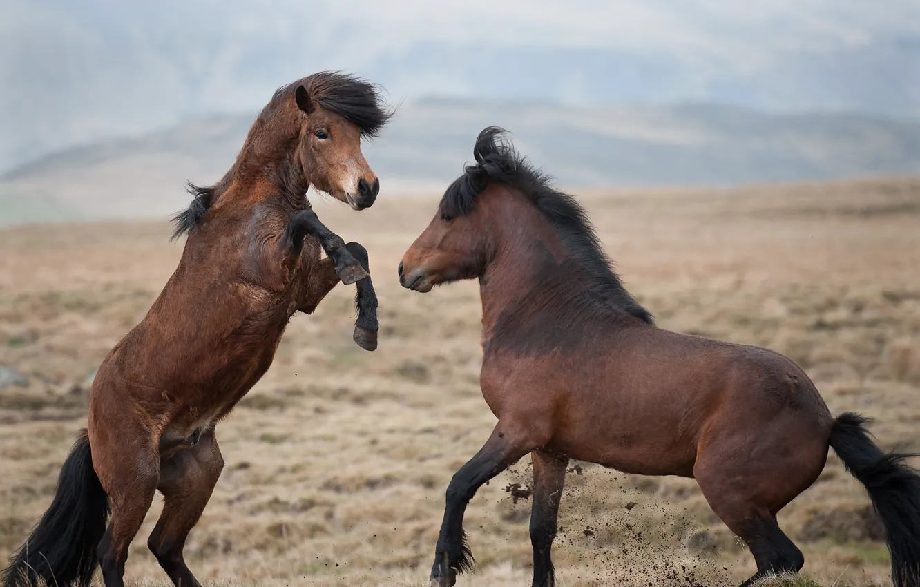 Photo wallpaper the steppe, the game, horses, horse, fight, pair