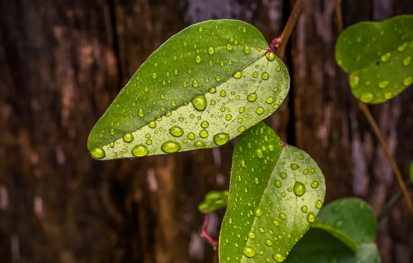 Photo wallpaper leaves, water, drops, macro, green, Rosa, background, tree
