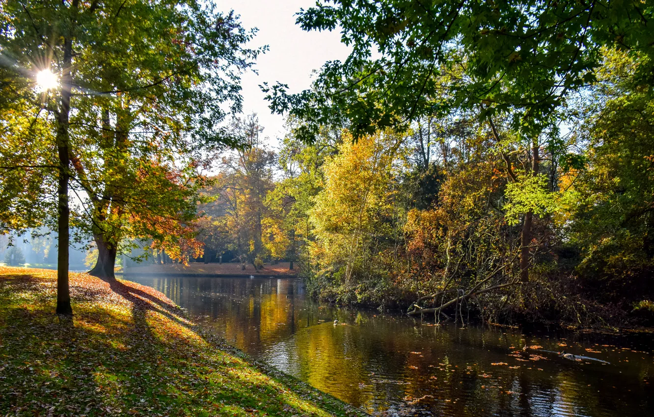 Photo wallpaper autumn, leaves, the sun, trees, pond, Park, Netherlands, Vught