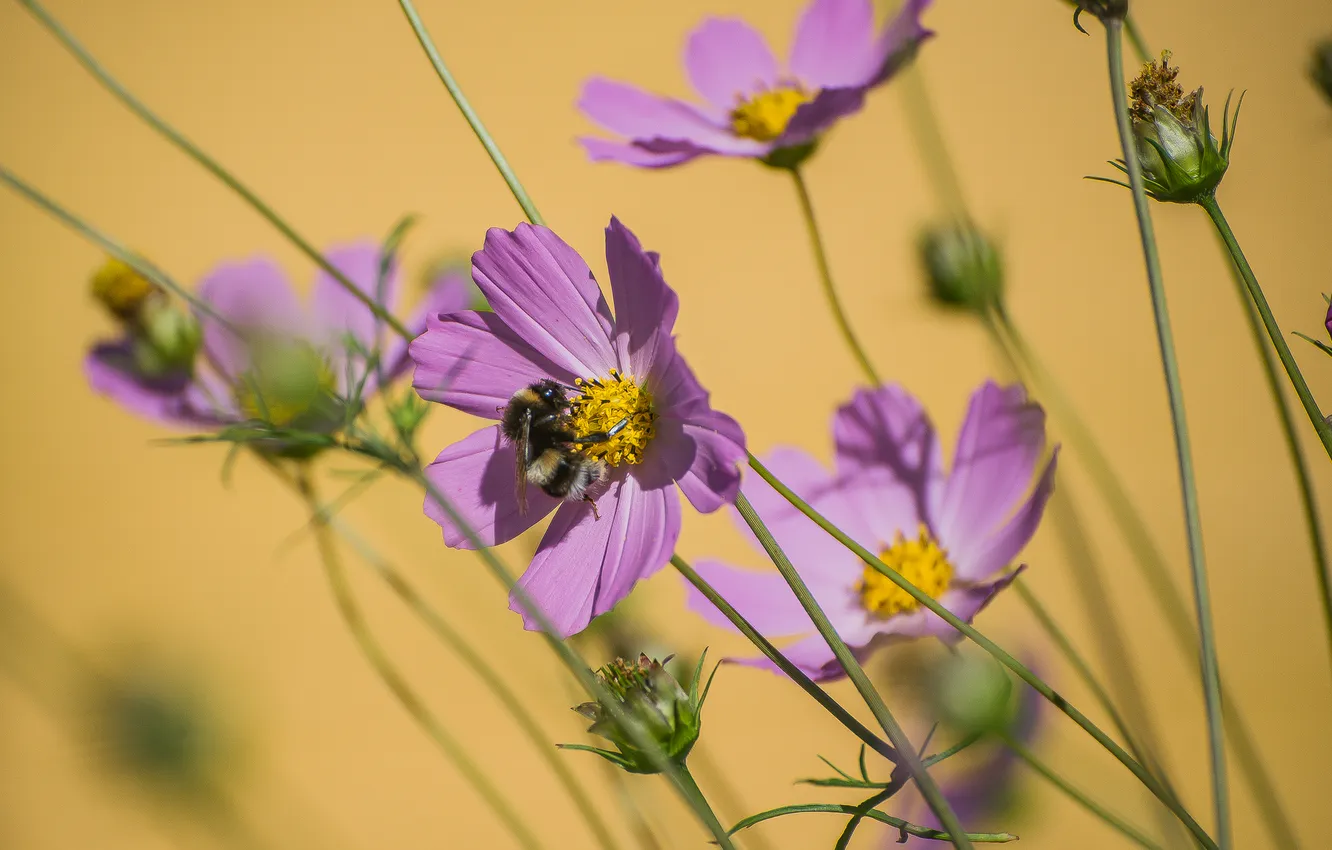 Photo wallpaper autumn, flowers, nature, bumblebee, kosmeya
