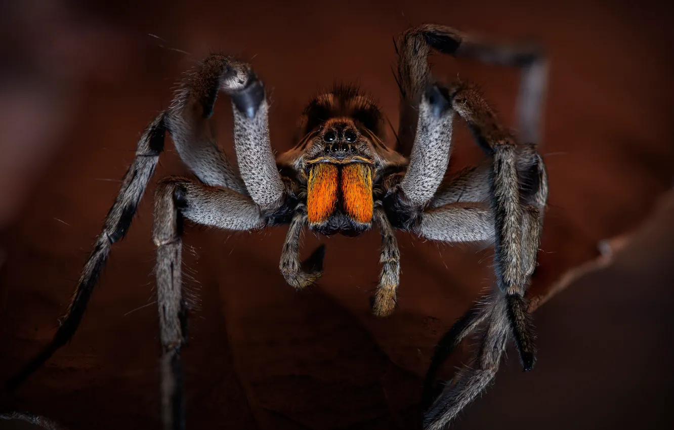Photo wallpaper macro, the dark background, leaf, legs, spider, Arachne
