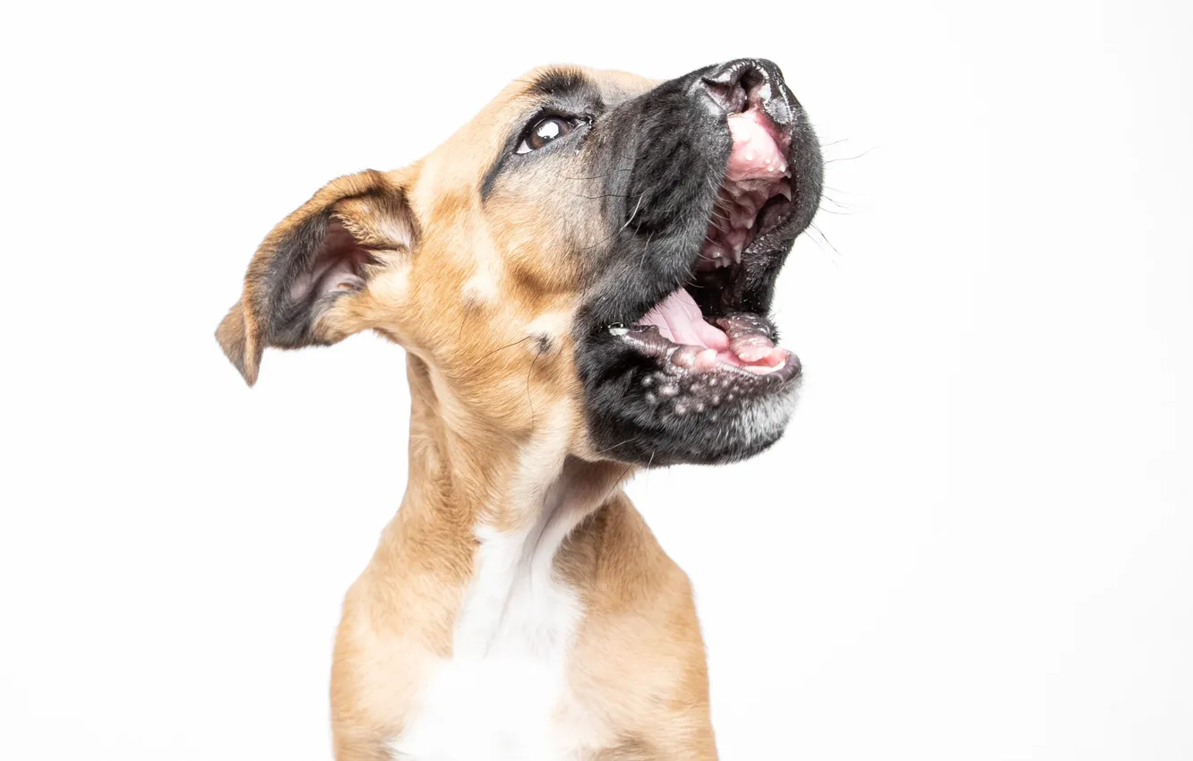 Photo wallpaper puppy, small, teeth