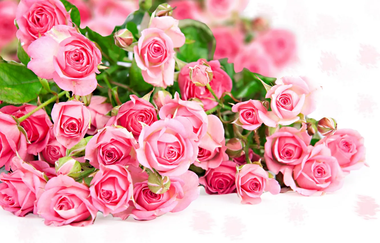 Photo wallpaper photo, Flowers, Pink, Roses, A lot