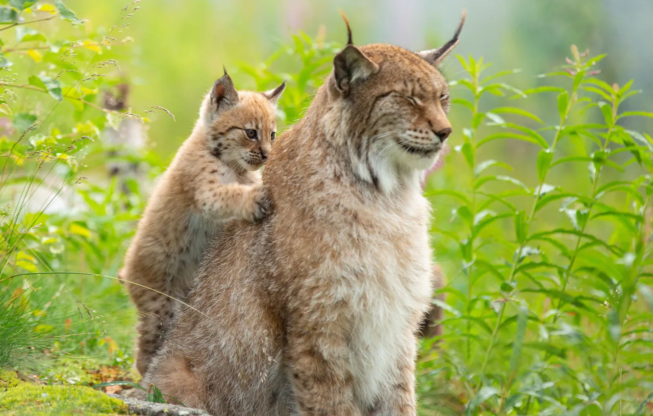 Photo wallpaper grass, cub, kitty, lynx, wild cat, massage, a small lynx
