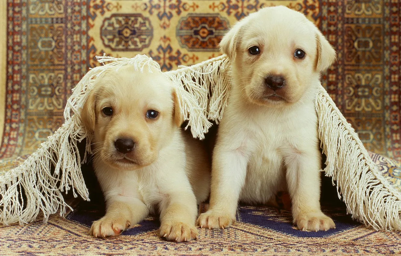 Photo wallpaper carpet, Puppies, two, two, puppy