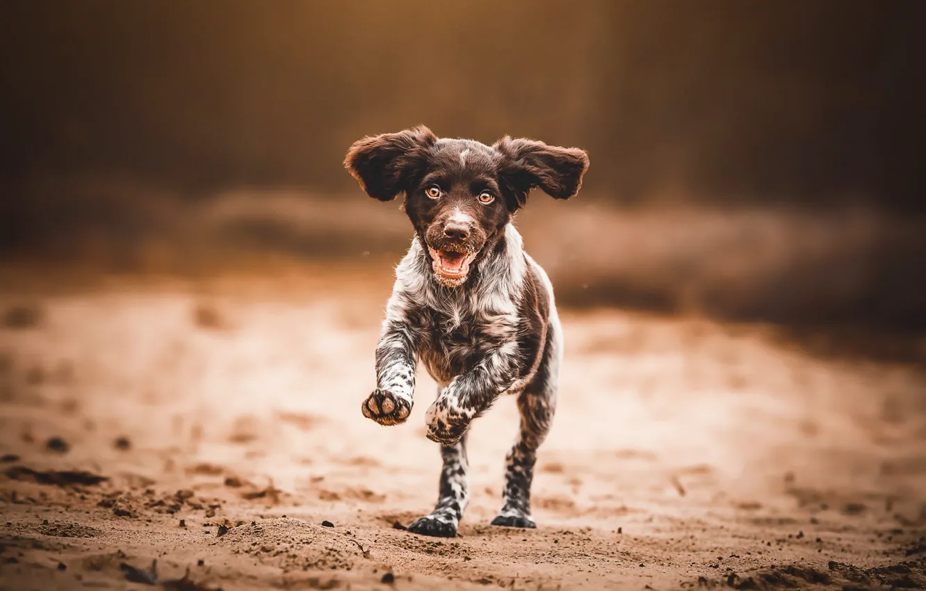 Photo wallpaper sand, nature, dog, running, mouth, puppy, walk, Spaniel