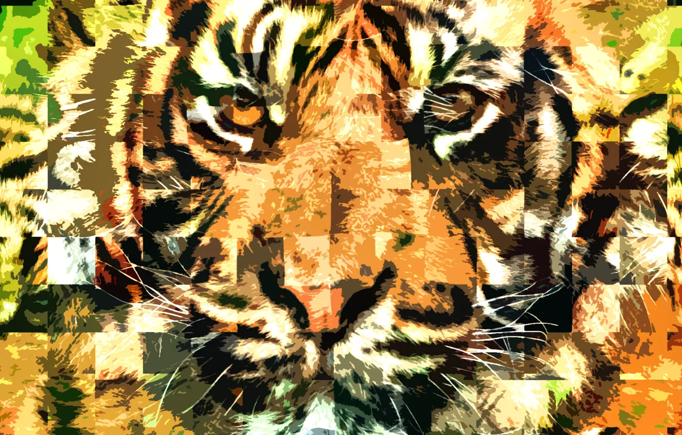 Photo wallpaper mustache, look, face, tiger, predator, blur, big cat