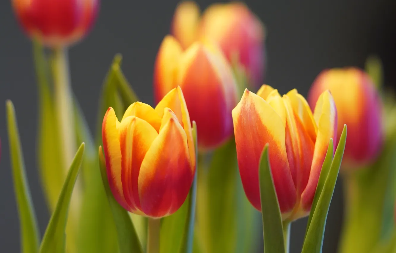 Photo wallpaper flowers, orange, bright, bouquet, spring, tulips, bokeh, two-tone