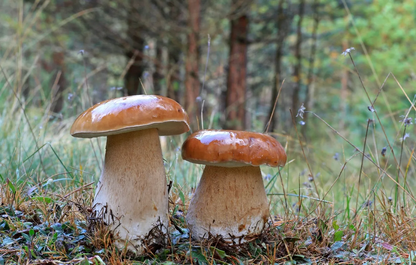 Photo wallpaper forest, mushrooms, mushrooms