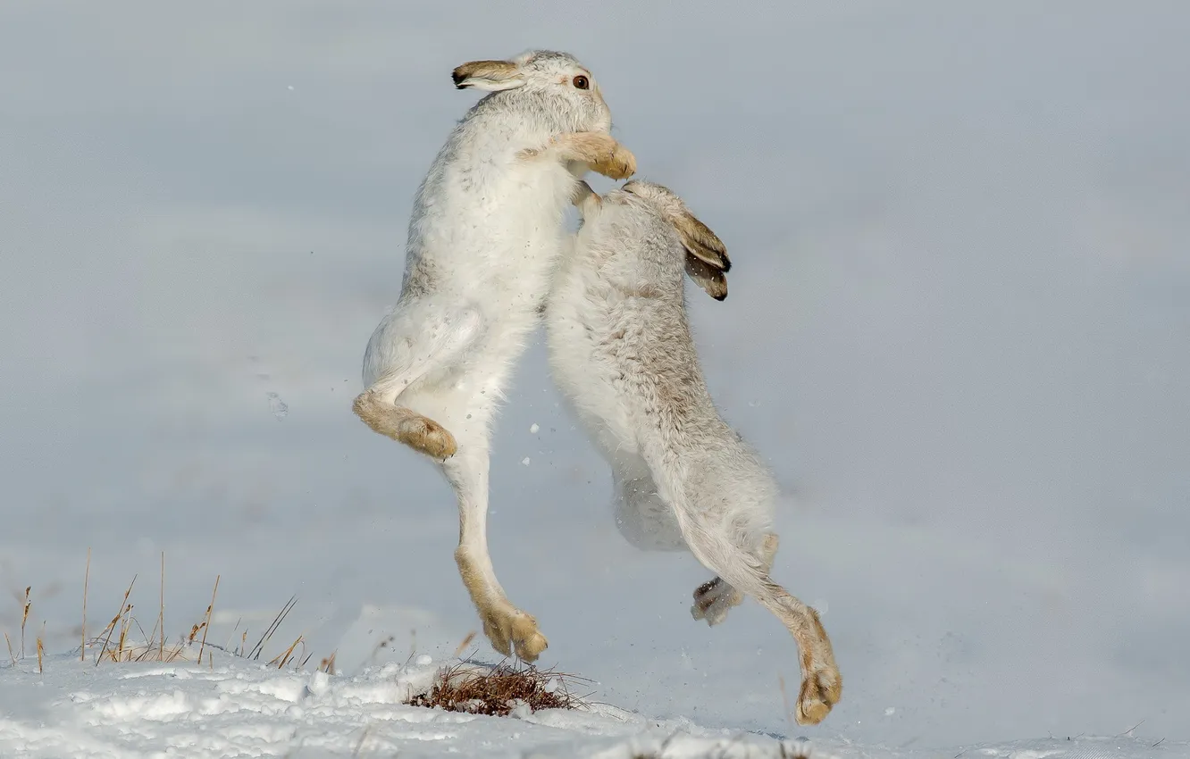Photo wallpaper nature, Mountain Hare, Defensive