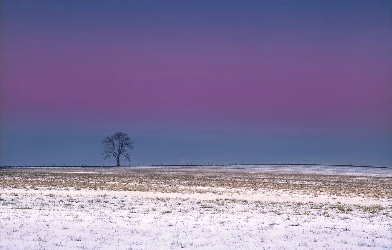 Photo wallpaper field, the sky, snow, tree