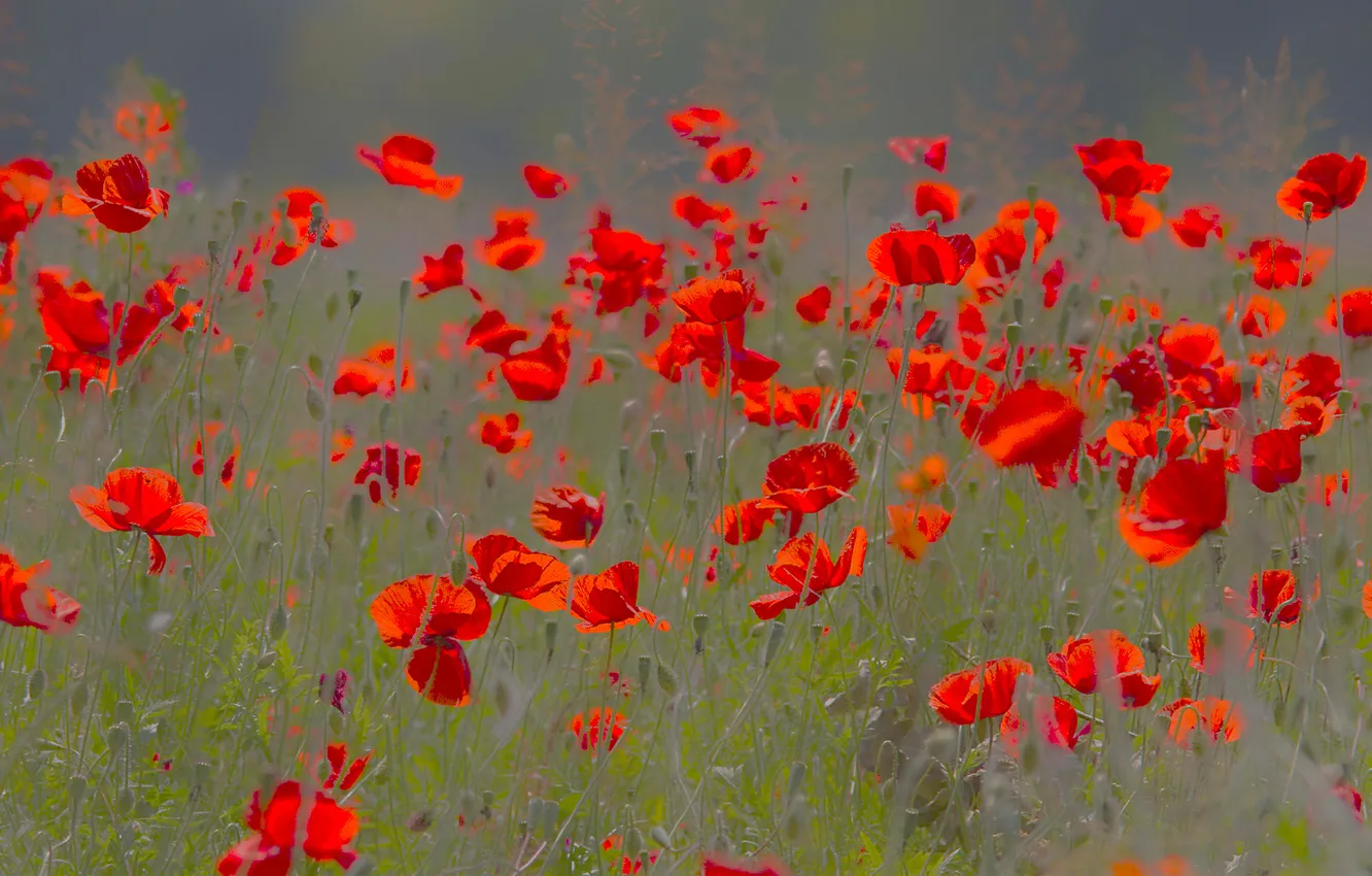 Photo wallpaper field, nature, Maki, petals, meadow